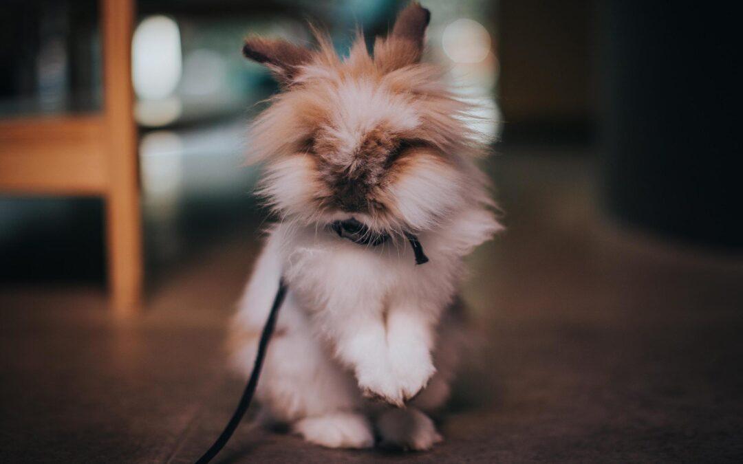 Unicorn Saker och Smådjurschansen: Ett magiskt samarbete för djurens välmående